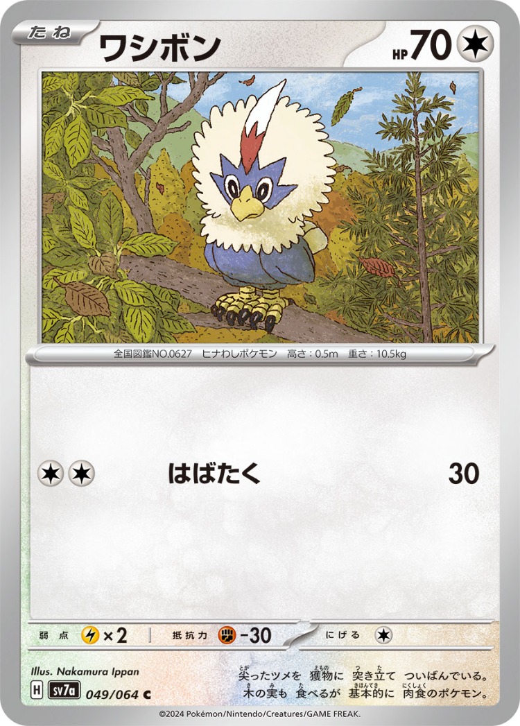 Paradise Dragona Rufflet Common
